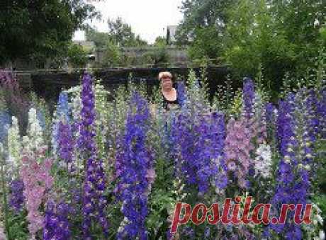 Ландшафтное озеленение дизайн – Елена Моргунова добавила 14 фотографий в альбом Моя коллекция новозенландских...
