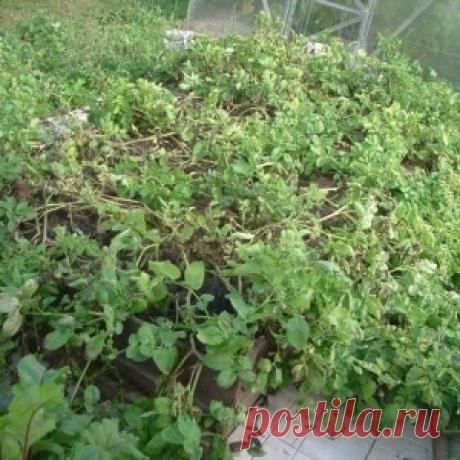 КАК ВЫРАСТИТЬ МНОГО КАРТОФЕЛЯ НА МАЛЫХ ПЛОЩАДЯХ