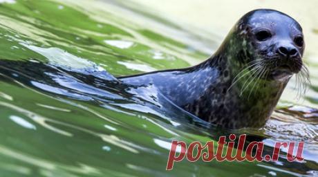 В дельфинарии Набережных Челнов родился морской котик. Детёныш морского котика родился в дельфинарии Набережных Челнов. Читать далее