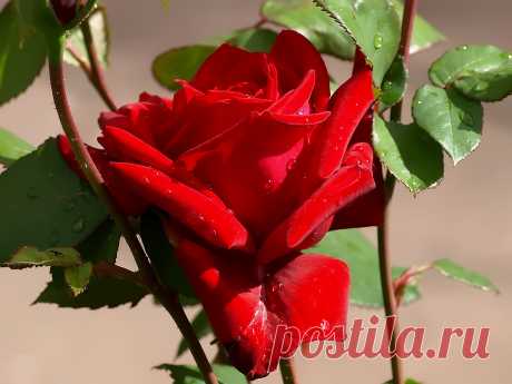 0_8709f_cf4ae1ae_orig (2225×1669)