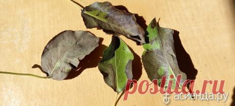 Что за болезнь у груши? / Асиенда.ру