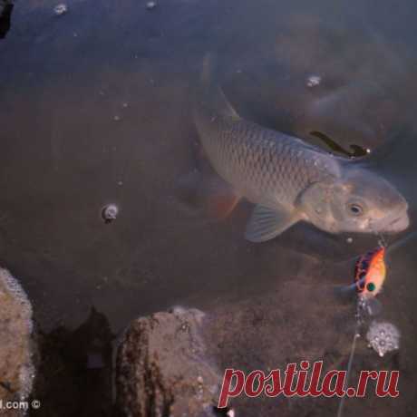 Голавлю на завтрак, записки одного рыбака