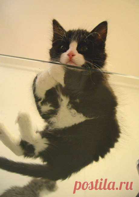 22 фото, доказывающих, что любому кошатнику нужен стеклянный стол / Питомцы