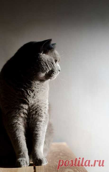 Как же я люблю британцев..