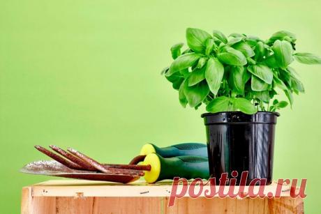 8 растений, которые стоит посадить на балконе или на даче, чтобы избавиться от комаров — Лайфхаки