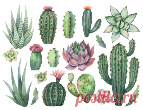 Watercolor vector set of cacti and succulent plants isolated on white... Watercolor vector set of cacti and succulent plants isolated on white background. Flower illustration for your projects, greeting cards and invitations.