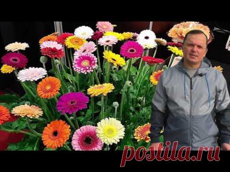 Крупнейшая выставка цветов в Голландии! Такие цветы стоит увидеть!