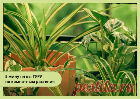 5 минут – и вы гуру комнатного цветоводства: всё самое важное в одном материале | УЧЕНЫЙ АГРОНОМ | Дзен