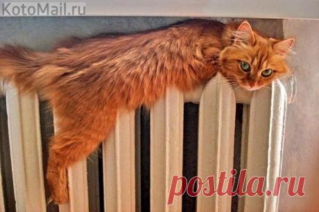 Когда не хватает тепла