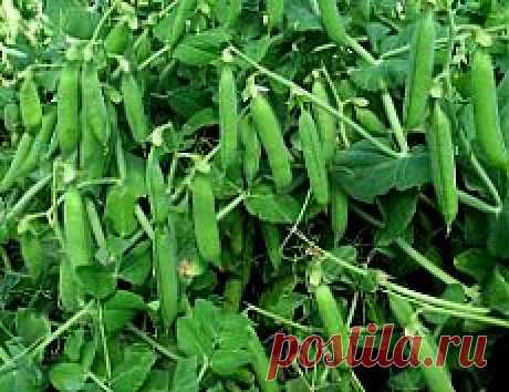 Как устроить на своём участке непрерывный урожайный конвейер бобовых? Обсуждение на LiveInternet - Российский Сервис Онлайн