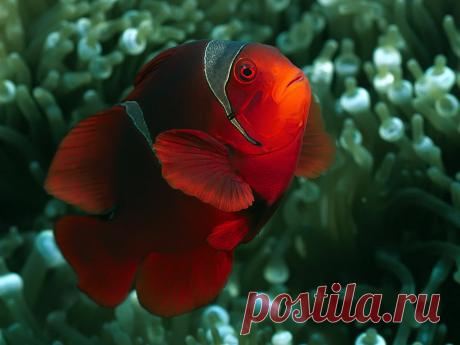 Подводный мир - рыба клоун обои, фото, картинки