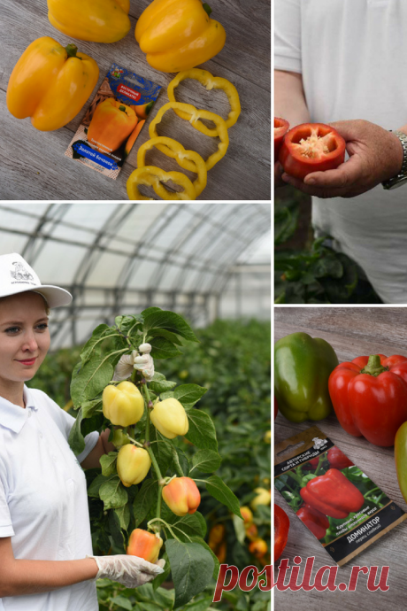 29 превосходных сортов сладкого перца для теплицы и открытого грунта