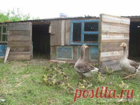 Как мы строили гусятник «из ничего»