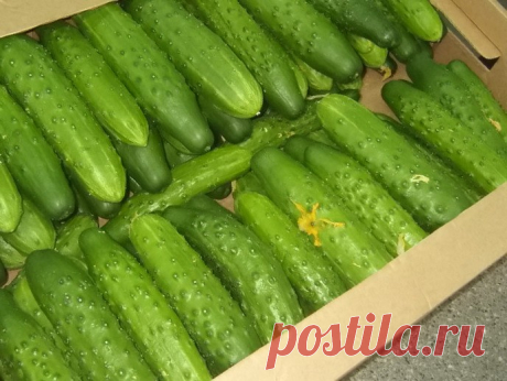 Какие сорта огурцов являются самыми урожайными