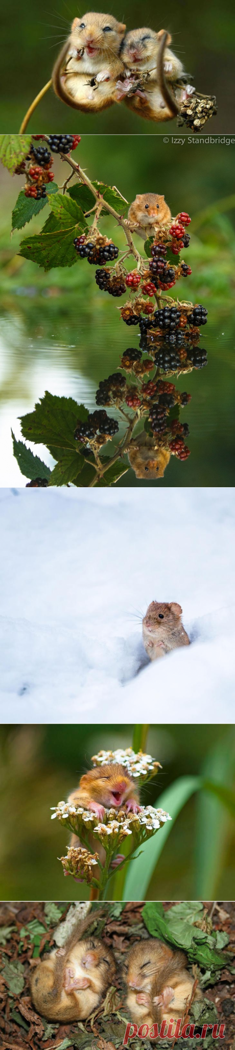 В объективе — мышки-малютки