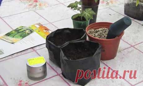 Огурцы выращивают практически на каждой даче, не говоря уж об огородах сельских жителей. Вот и автор популярного канала на платформе