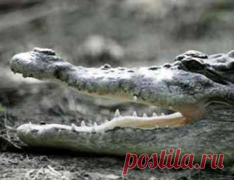 Очередное нападение крокодила в Австралии | В челюстях животных