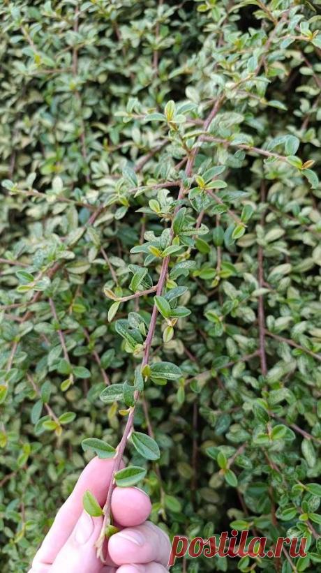 Паспорт растения: Кизильник горизонтальный (Cotoneaster horizontalis)