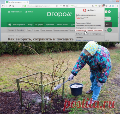 4 беспроигрышных способа применения древесной золы на даче | Дела огородные (Огород.ru)