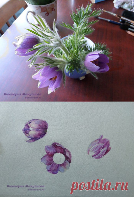 Нарисуем подснежники ? Поэтапный урок рисования — Sketch-Art