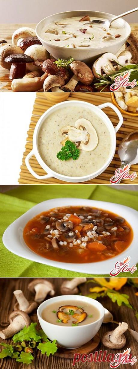 Суп грибной: как варить вкусный суп с грибами