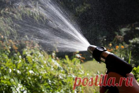 4 народных способа: как легко и быстро отпугнуть соседских кошек с дачного участка