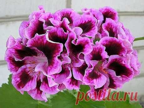 Хорошая подкормка для герани
Очень хорошей подкормкой является йодовая вода: 1 каплю йода растворить в 1 литре воды и полить 50-ю мл этого состава по стенкам горшка. Не переборщите, чтобы корни не сжечь!
После такого полива герань непрерывно и шикарно цветет!
Показать полностью…