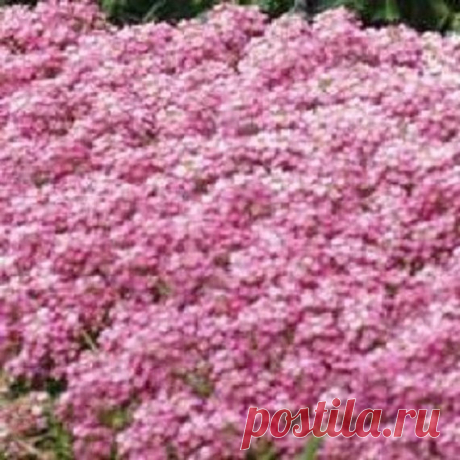 60+ Pink Sweet Fragrant Alyssum / Perennial Flower Seeds 60+ SEEDS.... EASY TO GROW!! ALSYSSUM IS ONE OF THOSE RELIABLE FLOWERS THAT LOOKS DELICATE AND FRAGILE BUT HAS AN INBUILT TOUGHNESS THAT MAKES IT A GREAT GARDEN SURVIVOR! THIS IS AN UNUSUALLY BRIGHT, ATTRACTIVE, SWEET-SMELLING ALYSSUM.....PERFECTLY PINK. PRODUCES MASSES OF FRAGRANT FLOWERS. TENDS TO SPREAD AND BLOOMS QUICKLY. TOLERATES AN AMAZING AMOUNT OF DROUGHT ...DOES WELL IN DRY TO MOIST SOILS.....ADAPTS TO FULL...