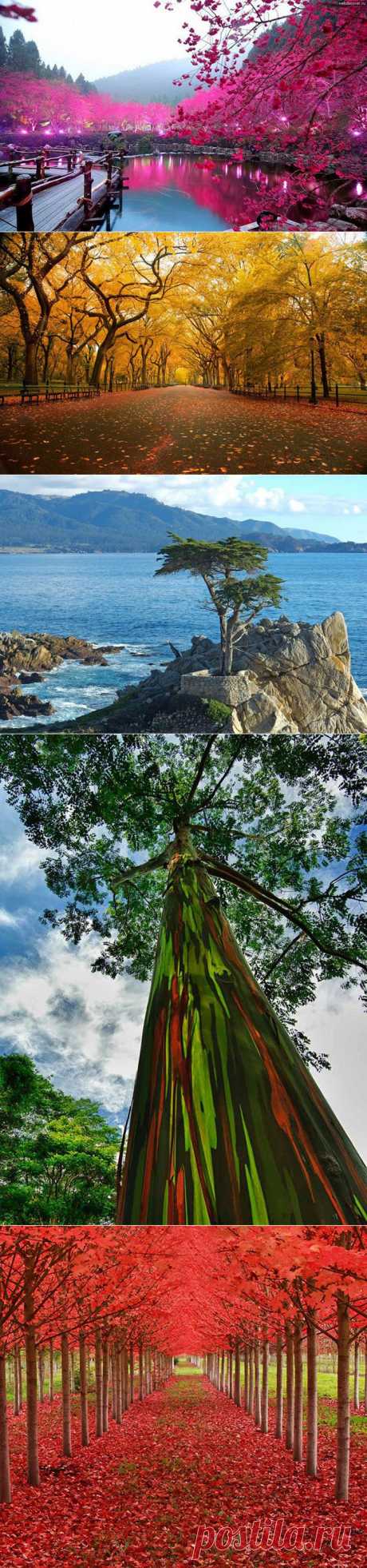 Красота природы: необычные деревья мира