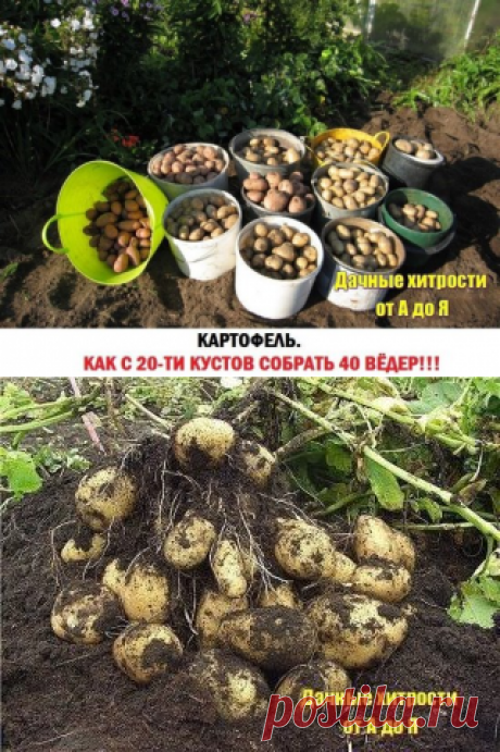 Можно ли вырастить с одного куста - целое ведро картофеля? Можно!!!