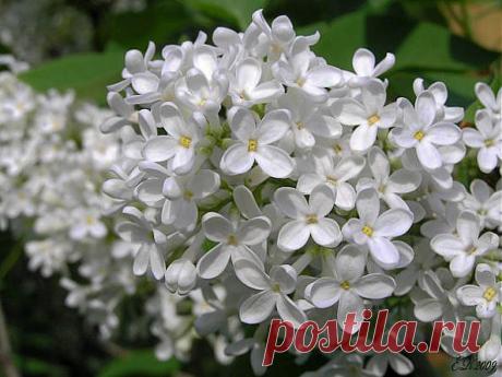 Легенды Цветочного гороскопа. Сирень (14 октября — 23 октября)