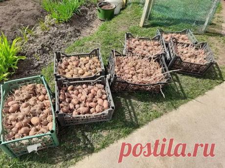 Зачем класть в лунку с картошкой луковую шелуху: старинный метод, который избавит от колорадского жука. Старые огородные хитрости часто кажутся суеверием, пока не проверишь их на практике.