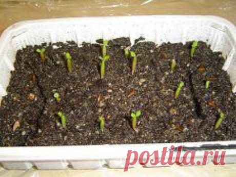 так начинают они аденюшки появлятся на свет