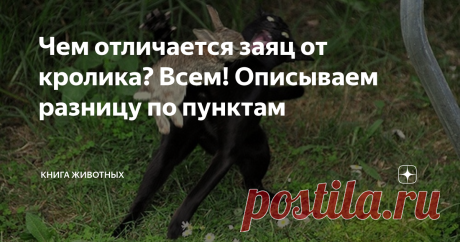 Чем отличается заяц от кролика? Всем! Описываем разницу по пунктам Кролик добрый, а заяц злой, безумный и опасный!