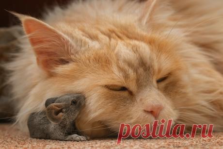 Беспристрастность. Практика наблюдения