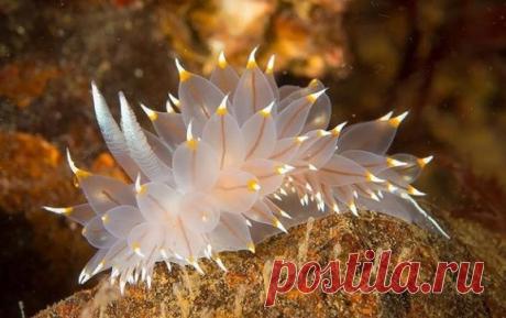 Потрясающие морские моллюски.
