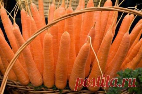 Как сажать морковь семенами в открытый грунт? Морковь: посадка и уход в открытом грунте
