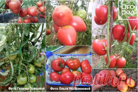 11 лучших сортов томатов для теплицы и открытого грунта – рейтинг от наших читателей | На грядке (Огород.ru)