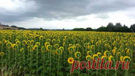 Одинокий бунтарь. «Мне не нужно никакое солнце»