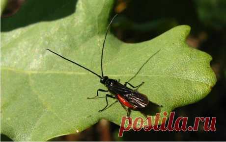 Как привлечь в сад «полезных» насекомых - Садоводка