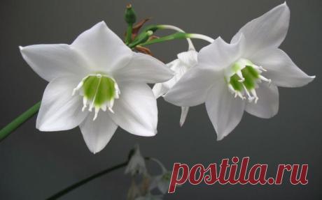 Эухарис: фото, уход в домашних условиях Эухарис (Eucharis, Эвхарис, Амазонская лилия, Изящный цветок) объединяет около 20 видов луковичных вечнозеленых многолетников и входит в семейство Амариллисовые (Amaryllidaceae). Из некоторых видов эу...