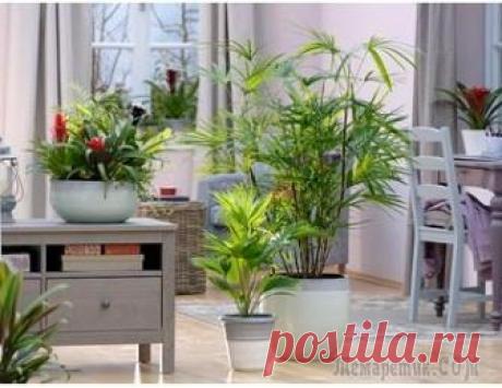 Влияние комнатных растений на атмосферу дома Иногда люди недооценивают значение комнатных растений, считая их только украшением дома или лекарственным средством. На самом деле растения улучшают микроклимат квартиры, открывают перед человеком цел...