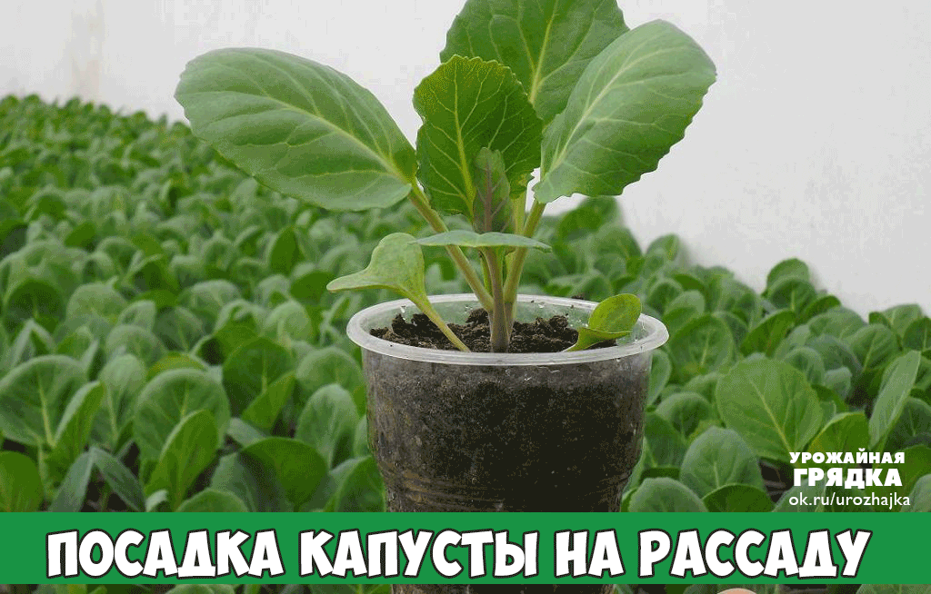 Посадка капусты на рассаду
Традиционная для наших огородов капуста наиболее успешно выращивается рассадным методом, когда семена проращиваются в парнике или теплице, а затем рассада высаживается в открытый грунт.