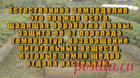 На мой взгляд, важнее вернуться к природе и забыть постулат, будто почву нужно пичкать удобрениями, терзать лопатами и посыпать ядохимикатами.