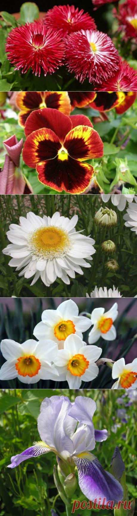 (+1) тема - Какие цветы посадить на даче | Роскошь и уют