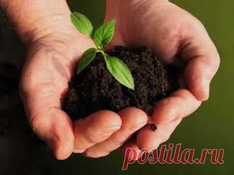 Как определить кислотность и механический состав почвы?