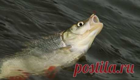 голавля зимой на мясную наживку | НА РЫБАЛКУ !!!!