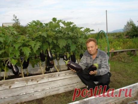 5 видов подкормок от Игоря Лядова