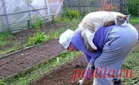 Дачные приколы / Писец - приколы интернета