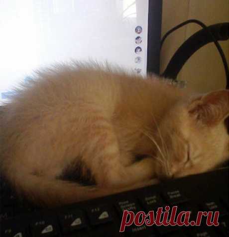 У любви нет породы!
Это два моих сокровища. Рыжий Вениамин (в простонародье Веник) и чёрный Василий. Два друга, два бандита.
Первым забрала рыжего 1,5 года назад. Был невесомым, умещался на ладони. Блохи в нем весили б…